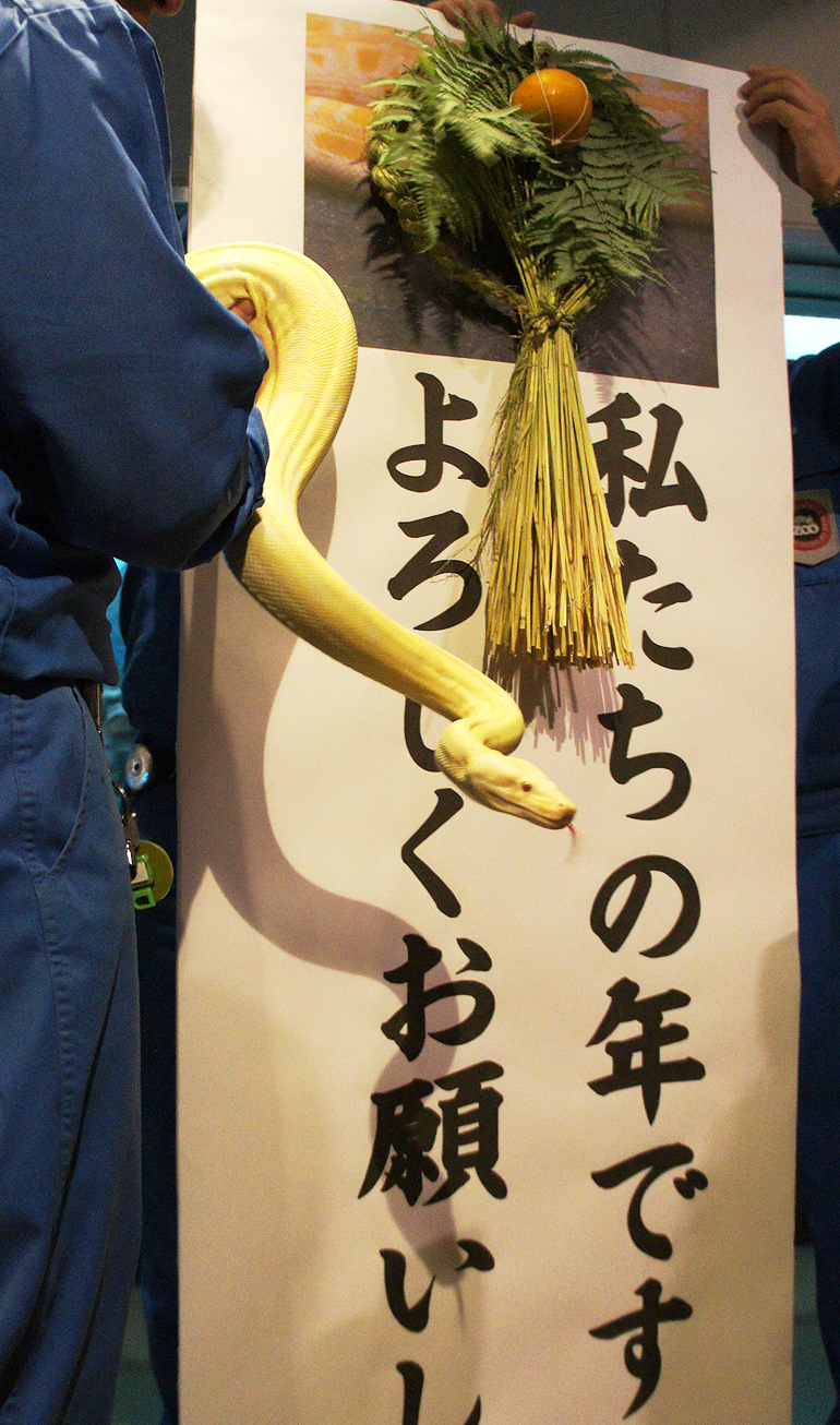 カイト